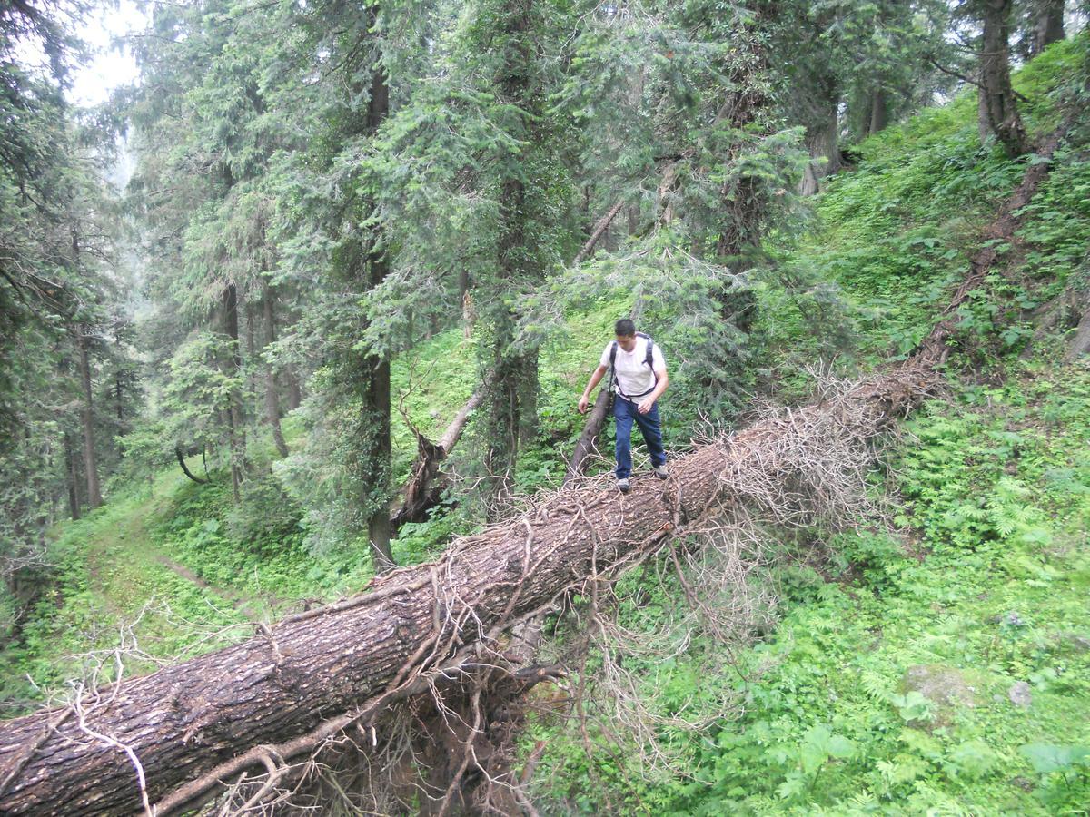 Aamod Resorts Dalhousie ! Luxury Cottage Resort Экстерьер фото
